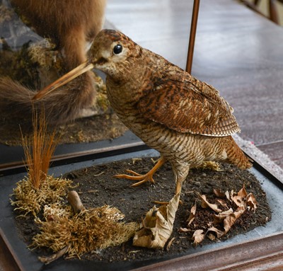 Lot 1227 - Taxidermy: A Cased Scottish Pine Marten &...