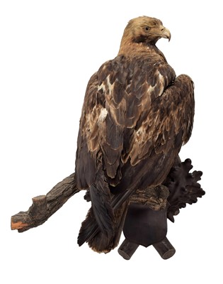 Lot 353 - Taxidermy: Golden Eagle (Aquila chrysaetos),...