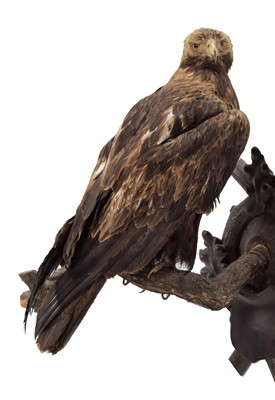 Lot 353 - Taxidermy: Golden Eagle (Aquila chrysaetos),...