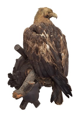 Lot 353 - Taxidermy: Golden Eagle (Aquila chrysaetos),...