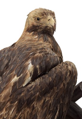 Lot 353 - Taxidermy: Golden Eagle (Aquila chrysaetos),...