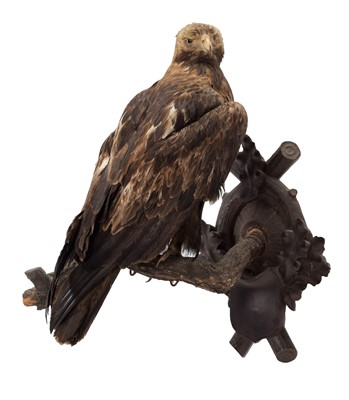 Lot 353 - Taxidermy: Golden Eagle (Aquila chrysaetos),...