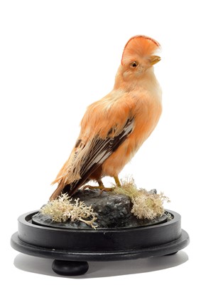 Lot 342 - Taxidermy: A Guianan Cock-of-the-Rock...