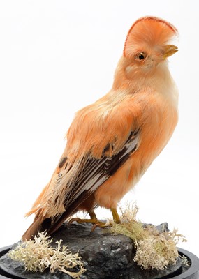 Lot 342 - Taxidermy: A Guianan Cock-of-the-Rock...