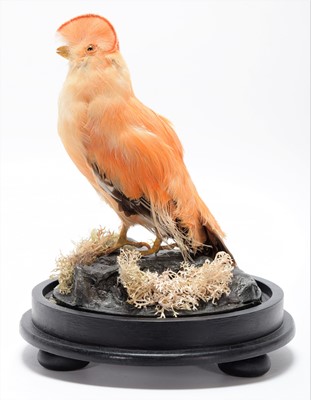 Lot 342 - Taxidermy: A Guianan Cock-of-the-Rock...