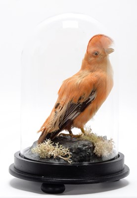 Lot 342 - Taxidermy: A Guianan Cock-of-the-Rock...