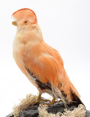 Lot 342 - Taxidermy: A Guianan Cock-of-the-Rock...