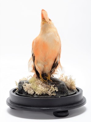Lot 342 - Taxidermy: A Guianan Cock-of-the-Rock...