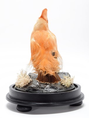 Lot 342 - Taxidermy: A Guianan Cock-of-the-Rock...