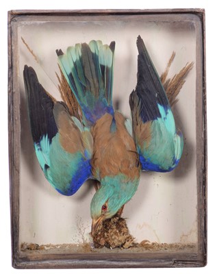 Lot 84 - Taxidermy: A Late Victorian Cased European...