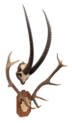 Lot 1296 - Antlers /Horns: Sable Antelope & European Red...