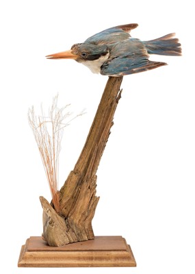 Lot 26 - Taxidermy: Collared Kingfisher (Todiramphus...