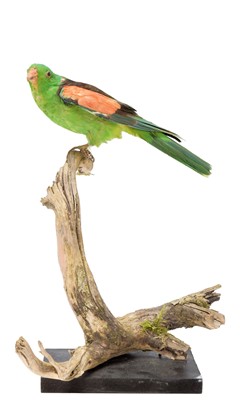 Lot 46 - Taxidermy: Red-winged Parrot (Aprosmictus...