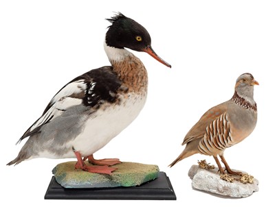 Lot 28 - Taxidermy: Barbary Partridge & Red-breasted...