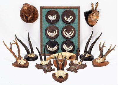 Lot 1303 - Taxidermy/Horns/Antlers: A Group of Taxidermy...