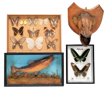 Lot 1297 - Entomology/Taxidermy: A Cased Collection of...