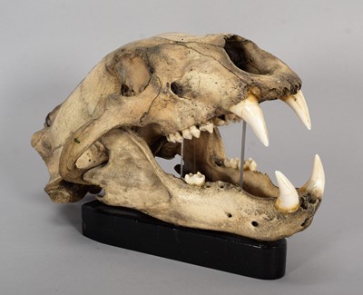 Lot 318 - Skulls/Anatomy: A Polar Bear Skull (Ursus...