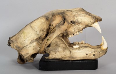 Lot 318 - Skulls/Anatomy: A Polar Bear Skull (Ursus...