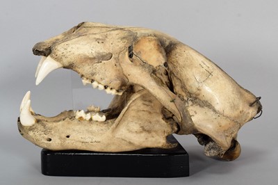 Lot 318 - Skulls/Anatomy: A Polar Bear Skull (Ursus...