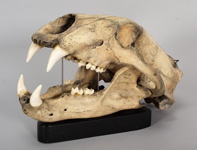 Lot 318 - Skulls/Anatomy: A Polar Bear Skull (Ursus...