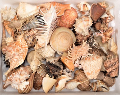 Lot 83 - Conchology: A Collection of World Sea Shells,...