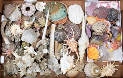 Lot 83 - Conchology: A Collection of World Sea Shells,...