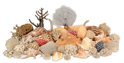 Lot 31 - Conchology: A Collection of World Sea Shells &...