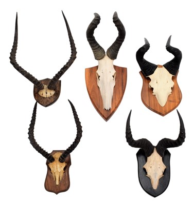 Lot 206 - Antlers/Horns: A Group of African Game...
