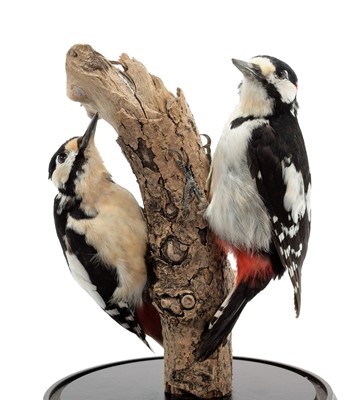 Lot 63 - Taxidermy: A Pair of Great Spotted Woodpeckers...