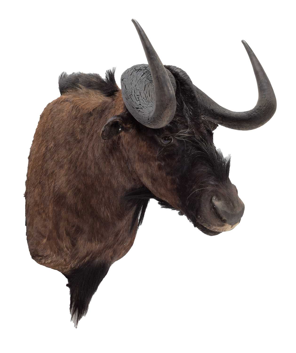 Lot 48 - Taxidermy: Black Wildebeest (Connochaetes...