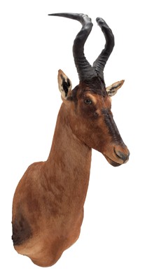 Lot 313 - Taxidermy: Cape Red Hartebeest (Alcelaphus...