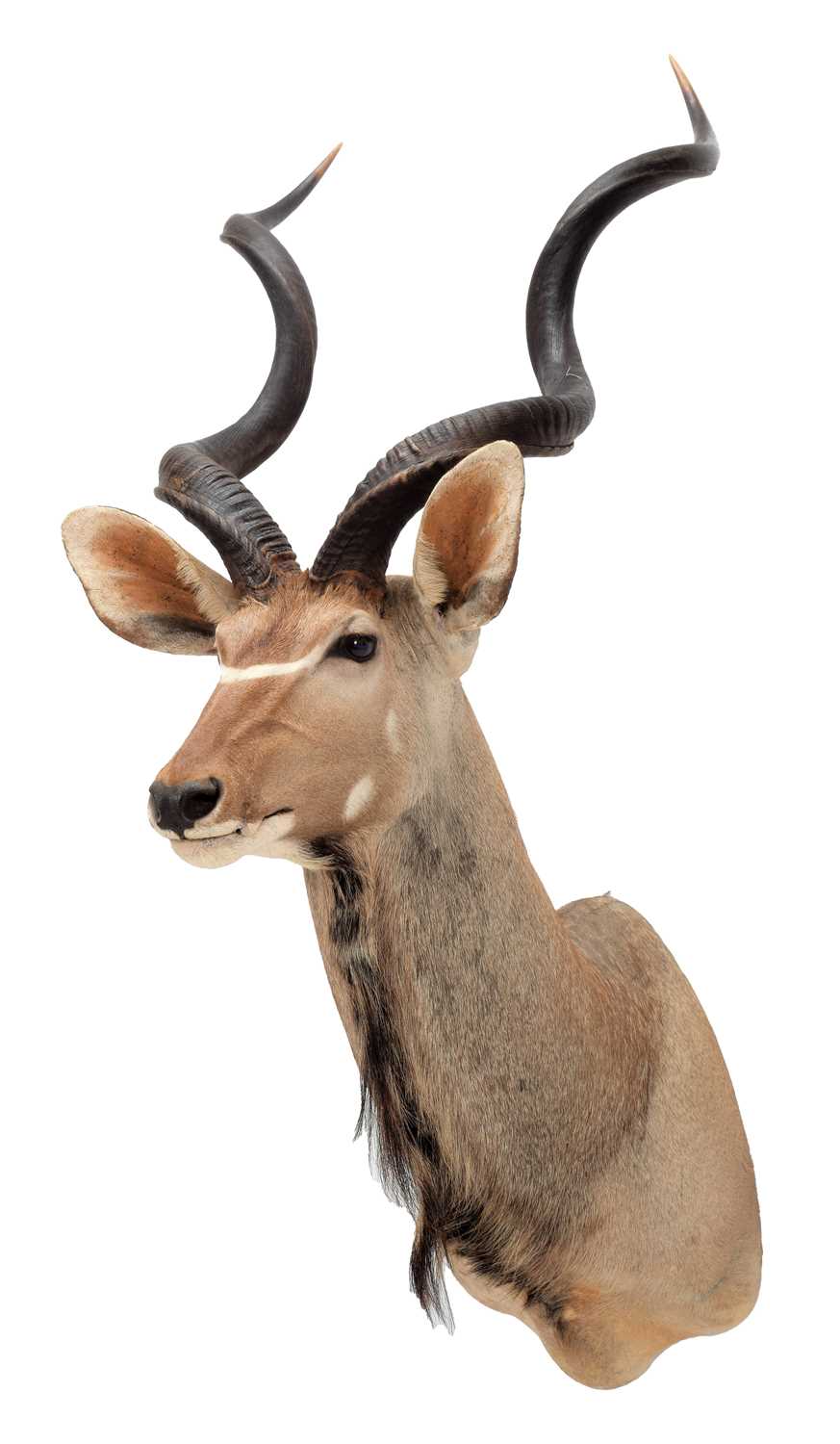 Lot 51 - Taxidermy: Cape Greater Kudu (Strepsiceros...