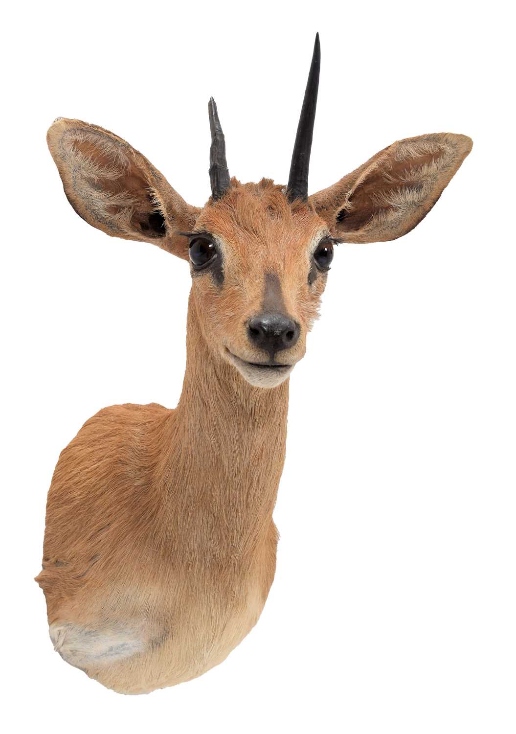 Lot 79 - Taxidermy: South African Steenbok (Raphicerus...