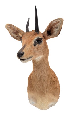 Lot 79 - Taxidermy: South African Steenbok (Raphicerus...