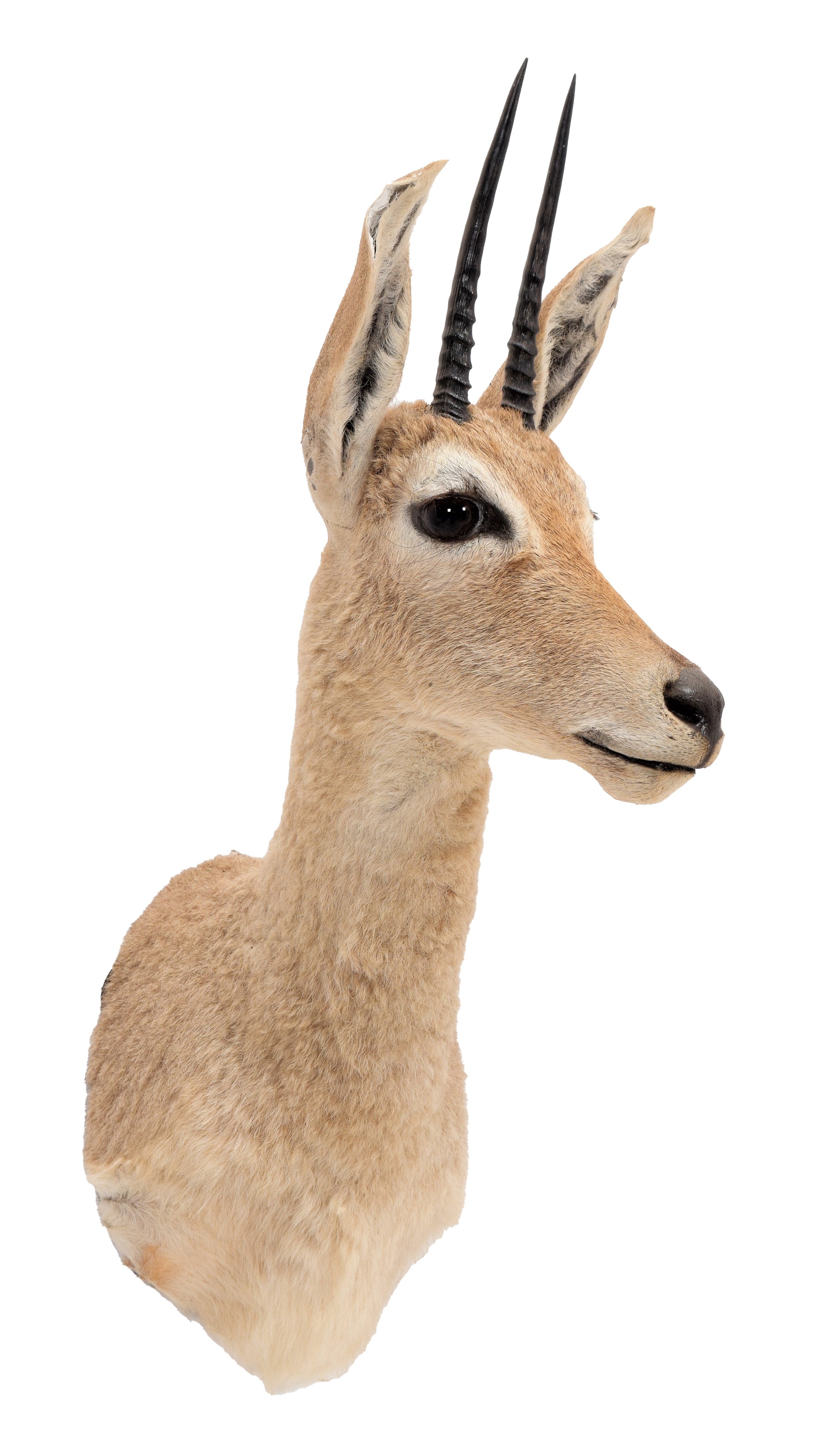 Taxidermy Vaal Rhebok (Pelea capreolus), modern,