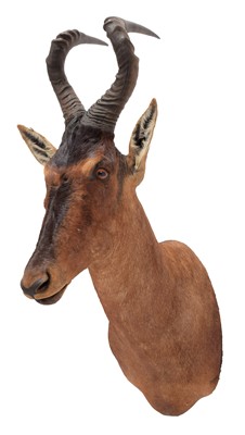 Lot Taxidermy: Cape Red Hartebeest (Alcelaphus...