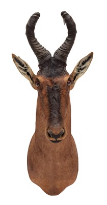Lot 84 - Taxidermy: Cape Red Hartebeest (Alcelaphus...