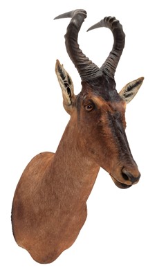 Lot 84 - Taxidermy: Cape Red Hartebeest (Alcelaphus...