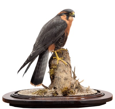 Lot 312 - Taxidermy: Aplomado Falcon (Falco femoralis),...