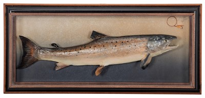 Lot 175 - Taxidermy: A Wall Cased Salmon (Salmo salar),...