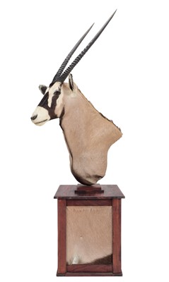 Lot Taxidermy: Gemsbok Oryx Pedestal Mount...