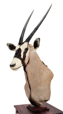 Lot 38 - Taxidermy: Gemsbok Oryx Pedestal Mount...