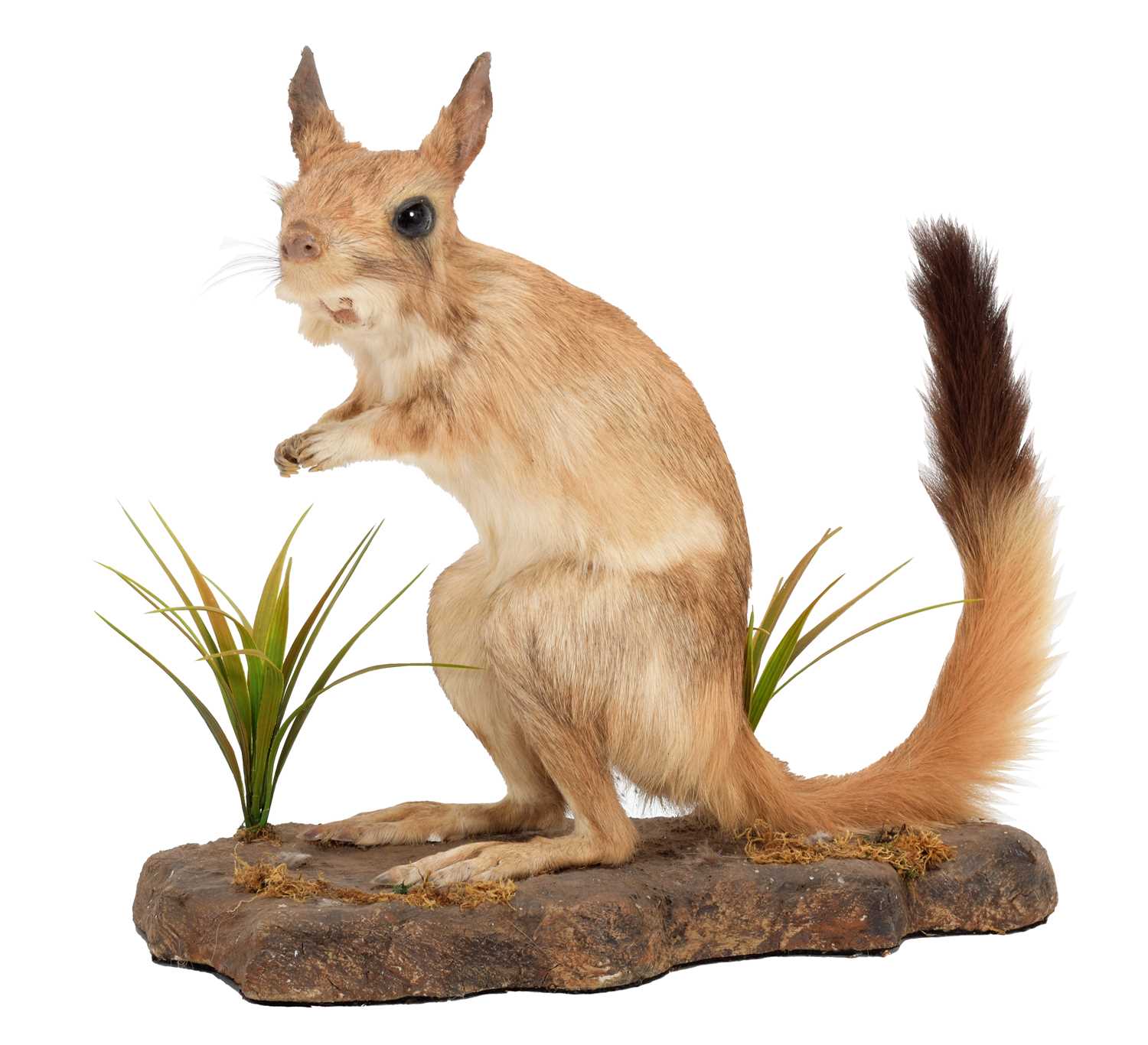 Lot 41 - Taxidermy: South African Springhare (Pedetes...