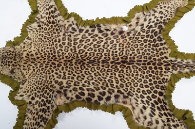 Lot 23 - Taxidermy: Indian Leopard Skin (Panthera...