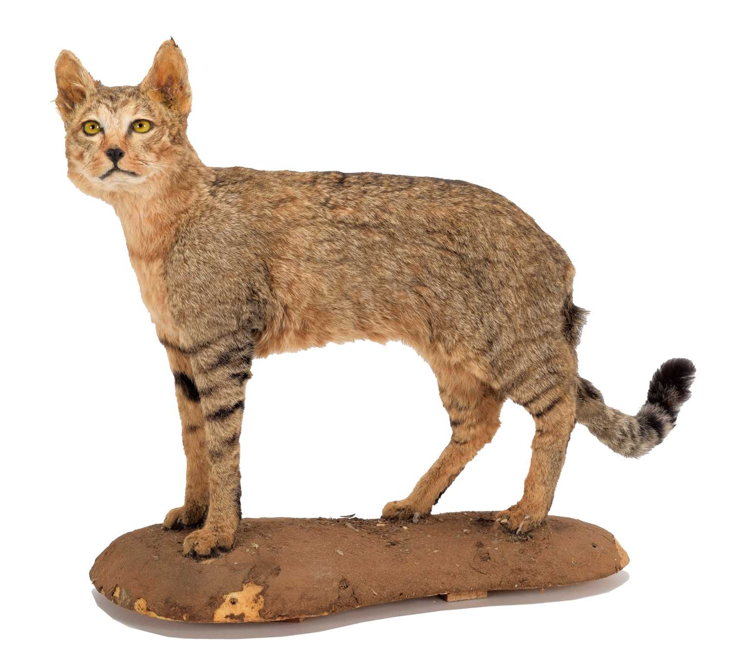 Lot 97 - Taxidermy: African Wild Cat (Felis lybica),...
