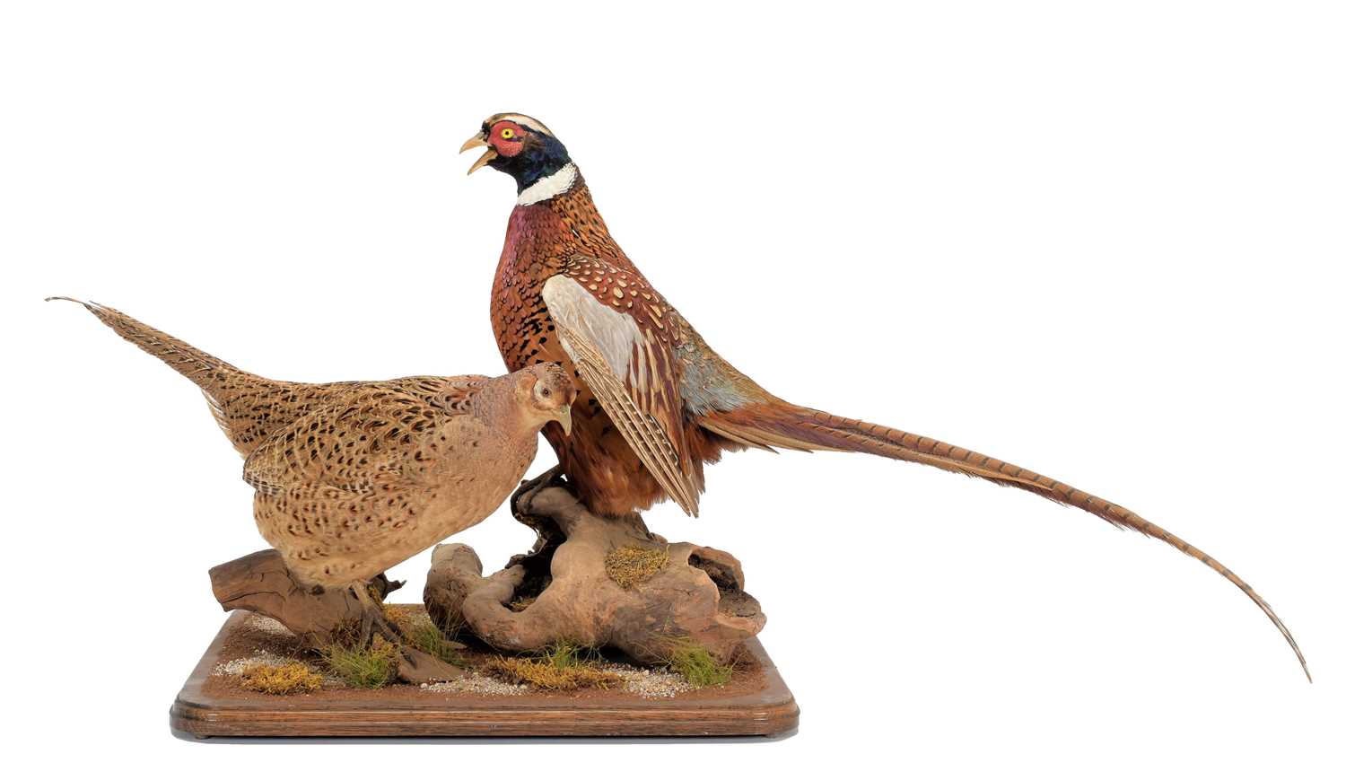 Lot 5 - Taxidermy: A Pair of Ring-Necked Pheasants...