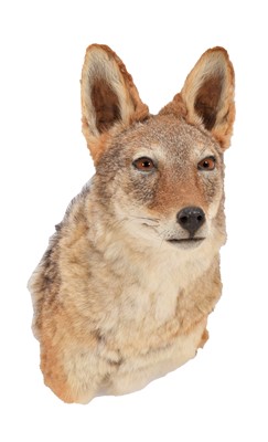 Lot Taxidermy: Black-Backed Jackal (Canis...