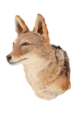 Lot 46 - Taxidermy: Black-Backed Jackal (Canis...