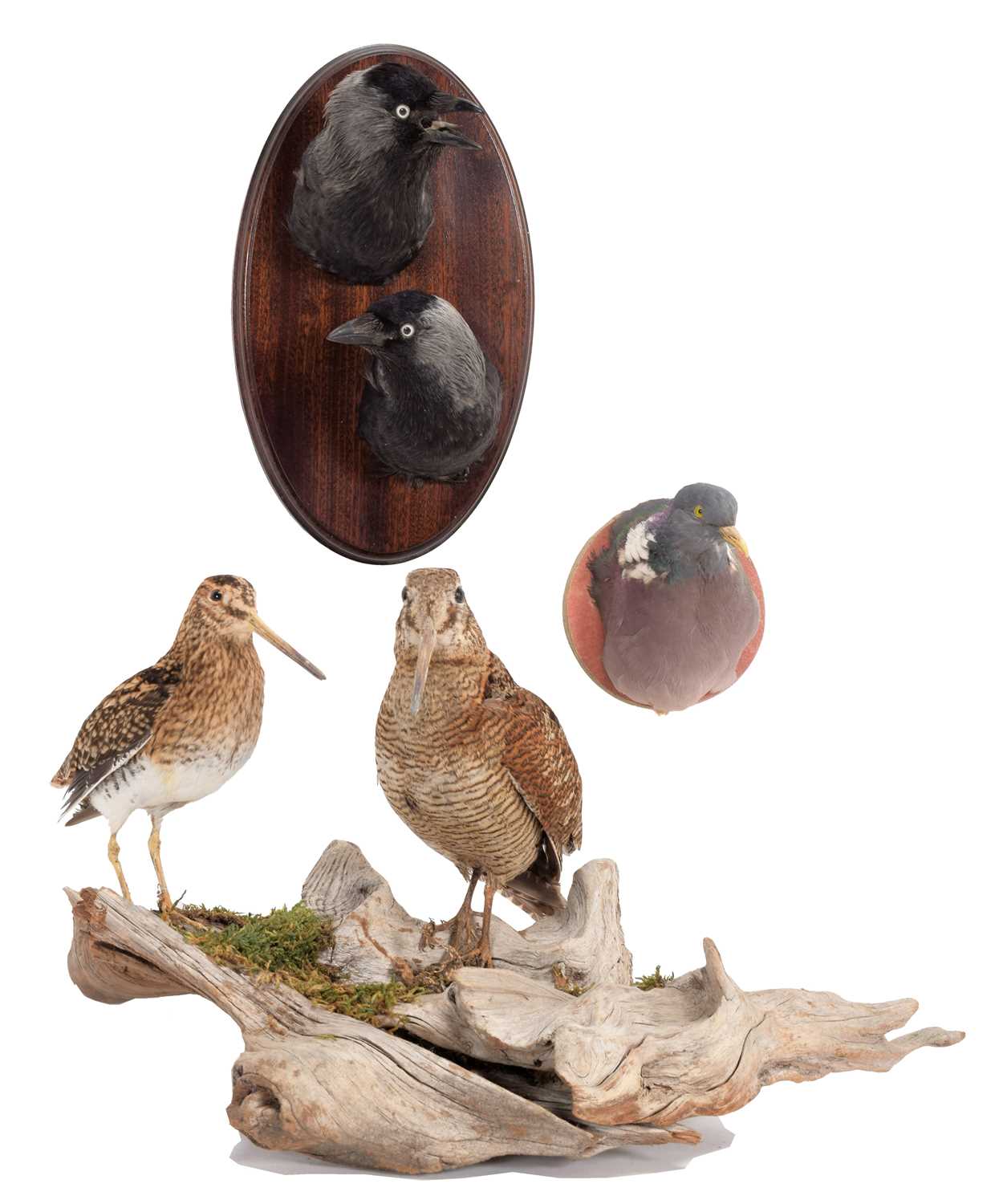 Lot 1 - Taxidermy: A Group of Game Birds, circa early...