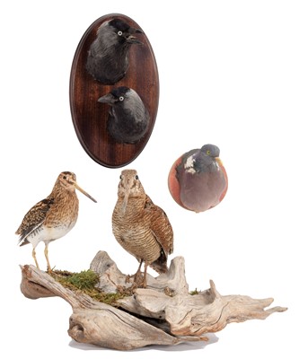 Lot Taxidermy: A Group of Game BIrds, circa early...